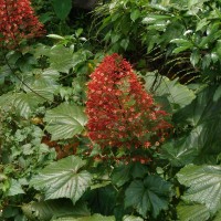 Clerodendrum paniculatum L.